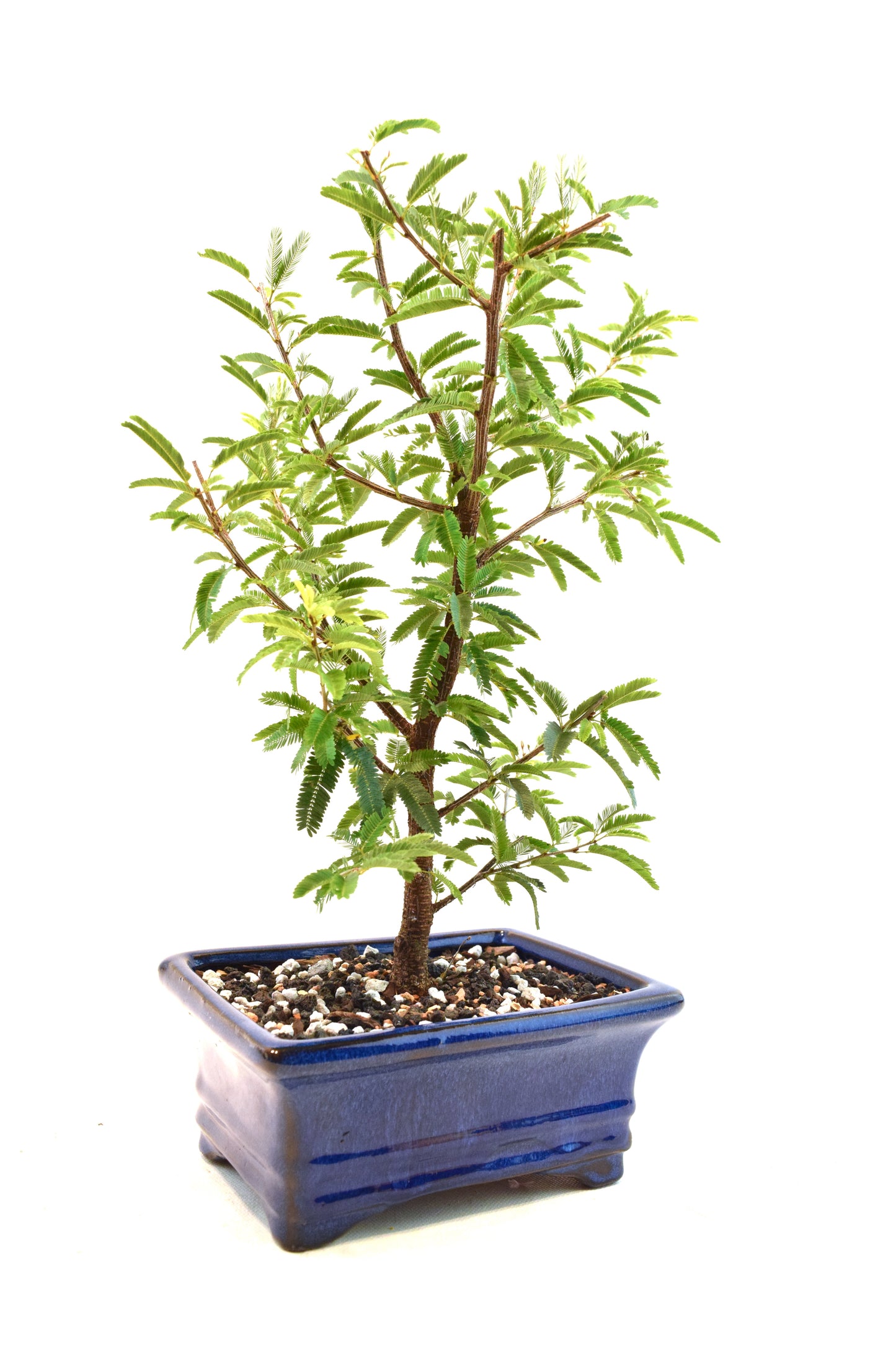 Pink Powderpuff Bonsai 6" Pot - One of a Kind Bonsai