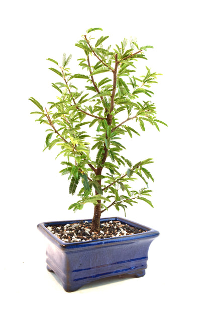 Pink Powderpuff Bonsai 6" Pot - One of a Kind Bonsai