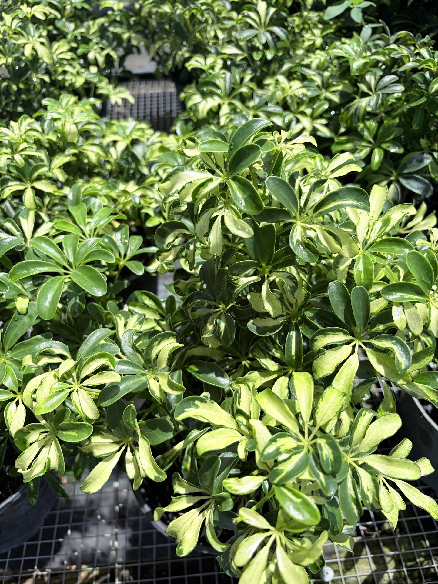 Dwarf Variegated Schefflera  in 6" Pot - Pre Bonsai