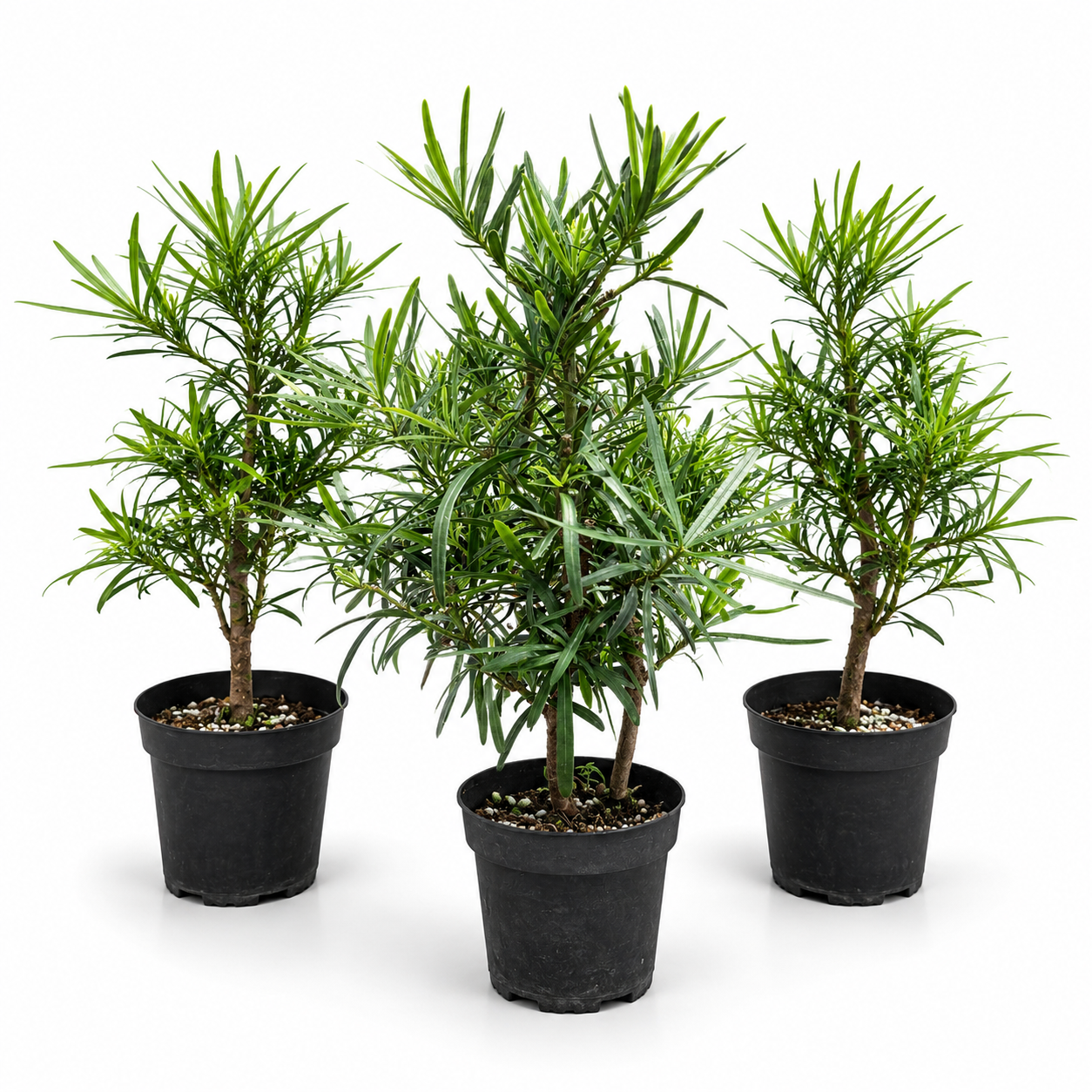 Podocarpus Live Pre-Bonsai in 4" Pot