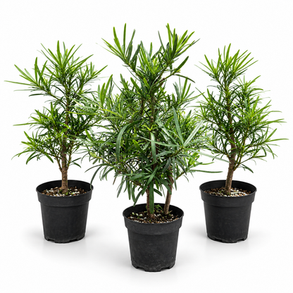 Podocarpus Live Pre-Bonsai in 4" Pot