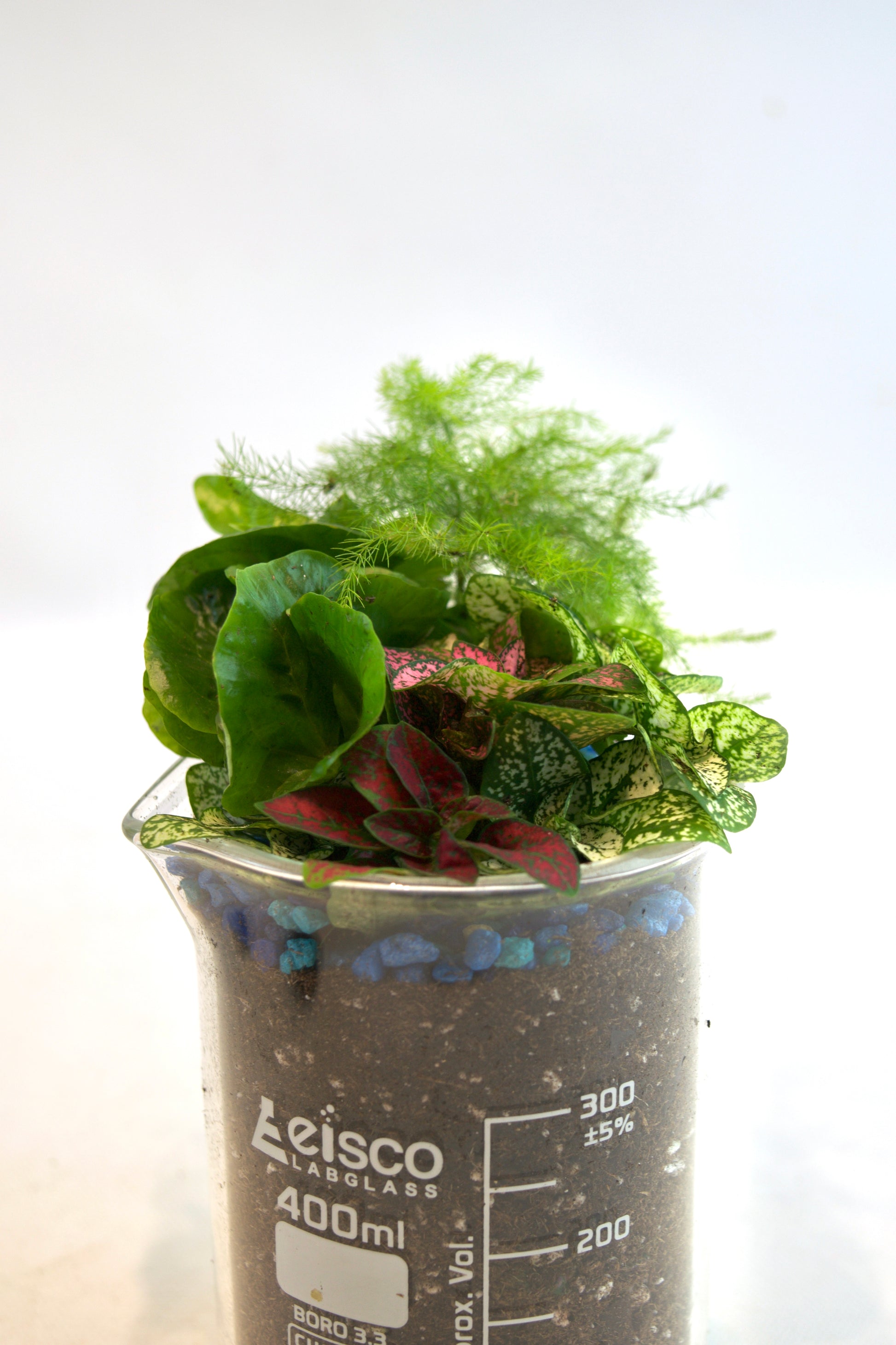 Small potted plant in a beaker labeled 'Fiseco' on a white background