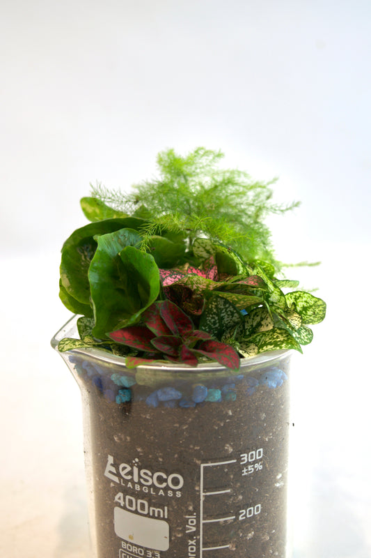 Small potted plant in a beaker labeled 'Fiseco' on a white background