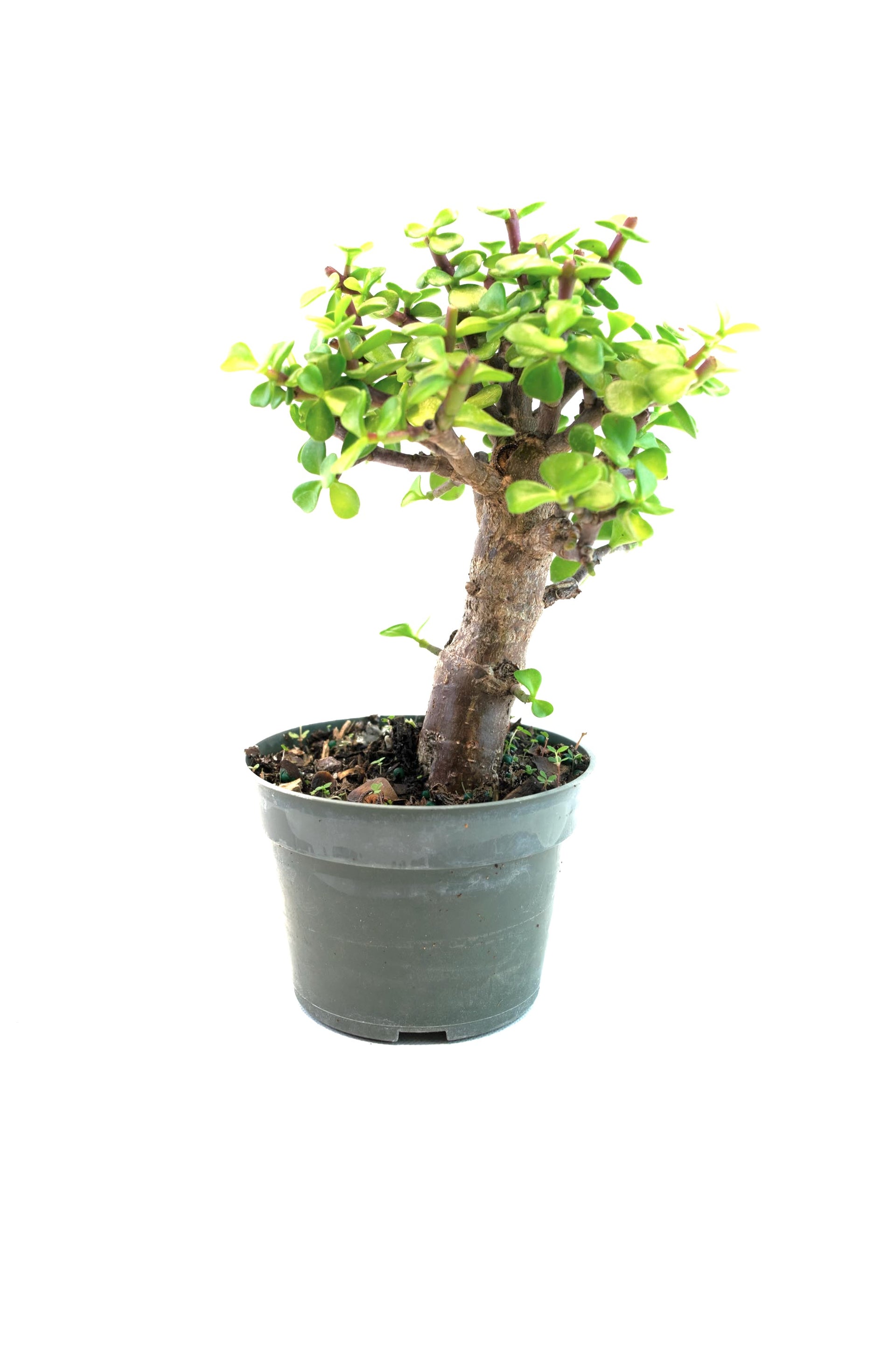 jade dwarf plant Dwarf Jade Live Pre-Bonsai in 4" Pot
