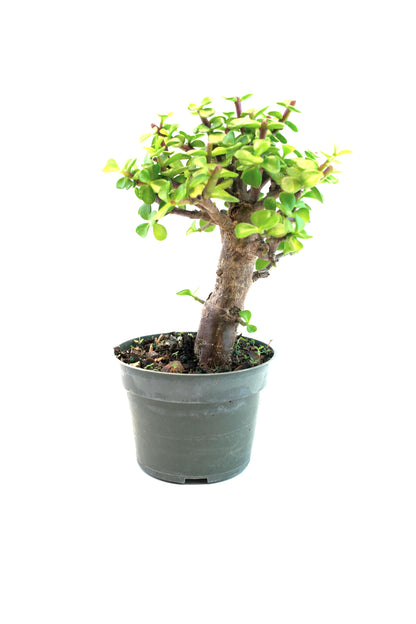 Dwarf Jade Live Pre-Bonsai in 4" Pot