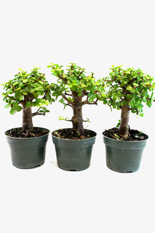 Dwarf Jade Live Pre-Bonsai in 4" Pot