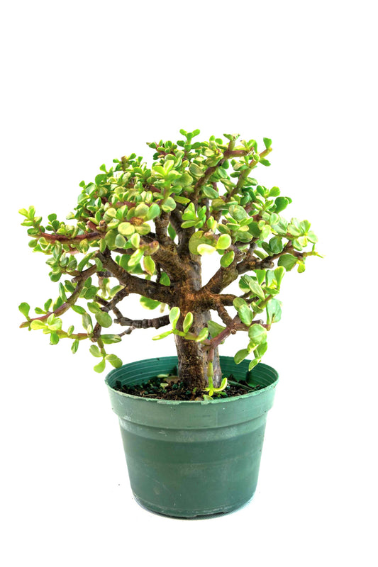 Dwarf Variegated White Jade Live Pre-Bonsai in 4" Pot