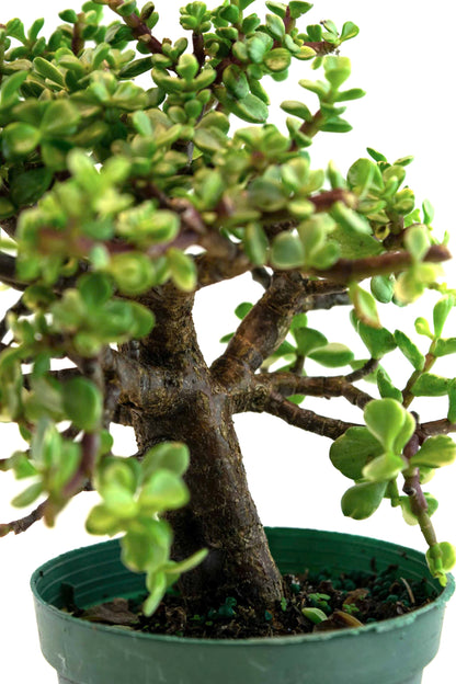 Dwarf Variegated White Jade Live Pre-Bonsai in 4" Pot