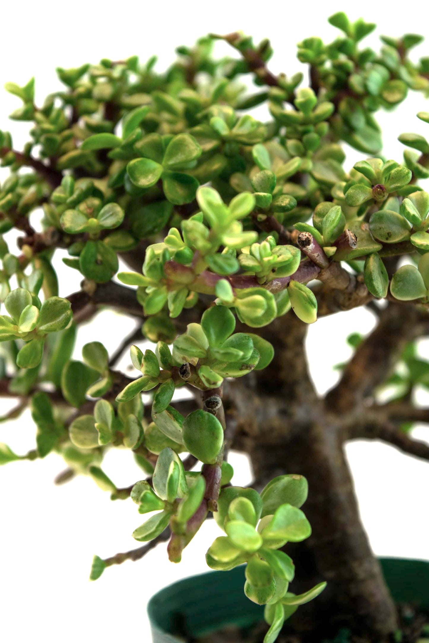 Dwarf Variegated White Jade Live Pre-Bonsai in 4" Pot