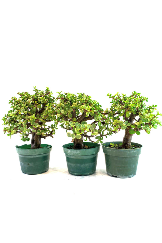 Dwarf Variegated White Jade Live Pre-Bonsai in 4" Pot