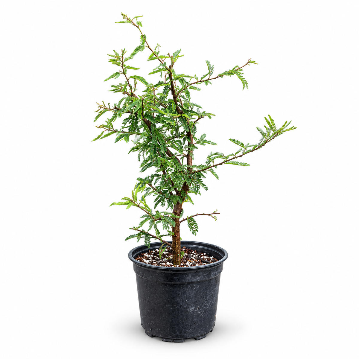 Pink Powderpuff Live Pre-Bonsai in 6" Pot