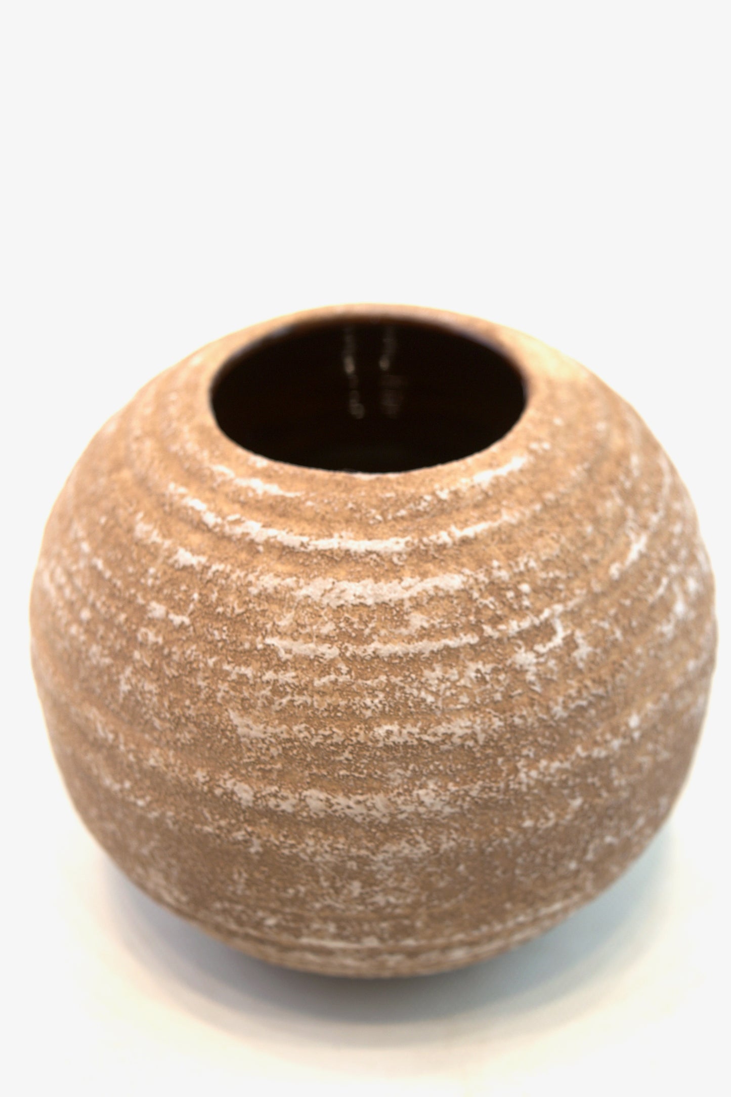 Money Tree in a 5"Ceramic Rock Pot