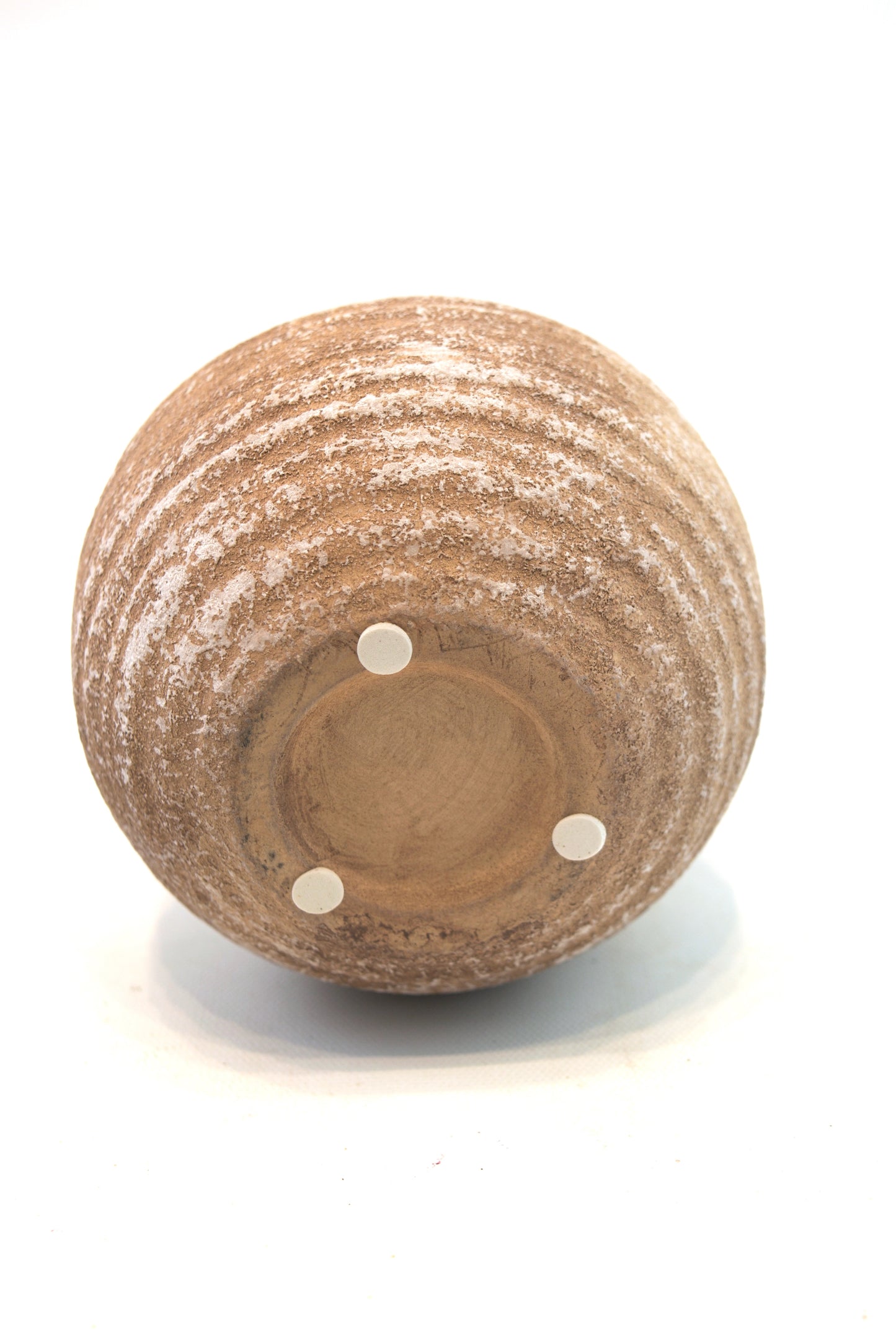 Money Tree in a 5"Ceramic Rock Pot