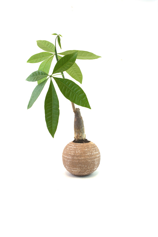 Money Tree in a 5"Ceramic Rock Pot