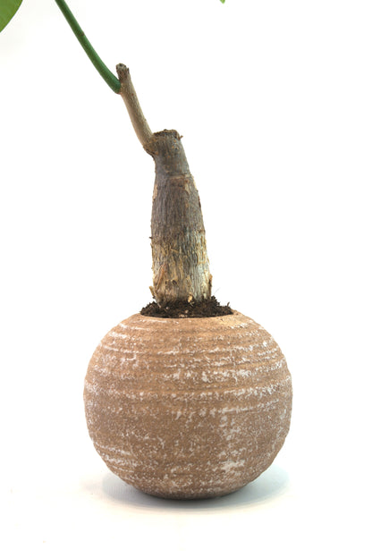 Money Tree in a 5"Ceramic Rock Pot