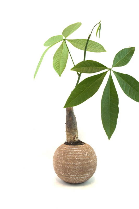 Money Tree in a 5"Ceramic Rock Pot