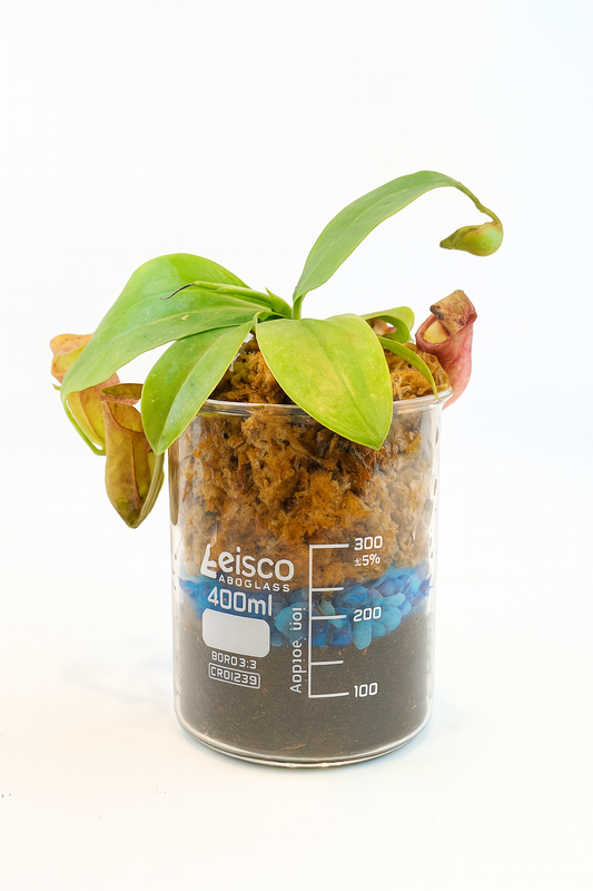 Leisco aquarium plant in a container on a white background