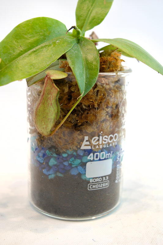 Saint Gaya Pitcher Plant in 400mL Beaker
