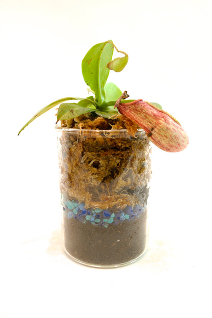 Saint Gaya Pitcher Plant in 400mL Beaker