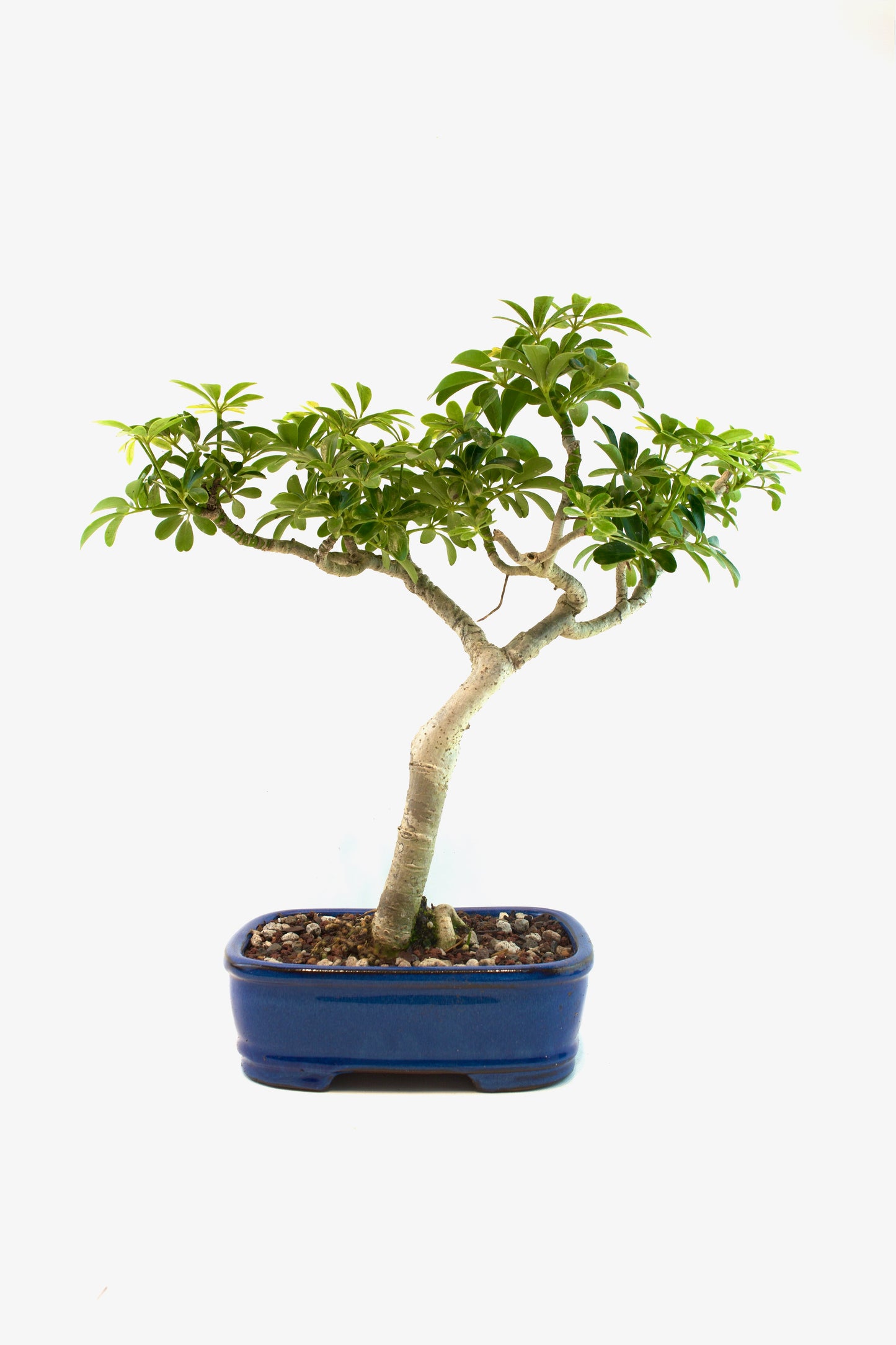 Schefflera Dwarf Bonsai Ceramic 7.5" Pot - One of a Kind Bonsai