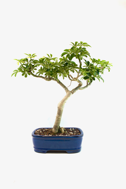 Schefflera Dwarf Bonsai Ceramic 7.5" Pot - One of a Kind Bonsai