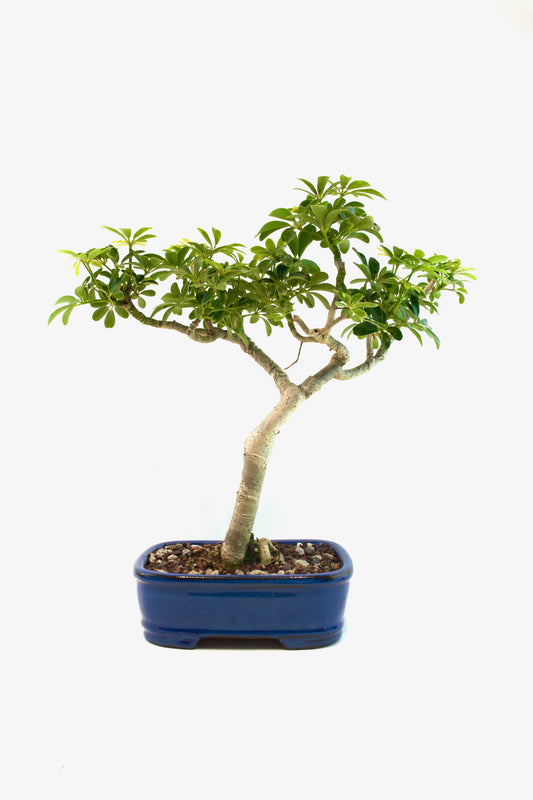 Schefflera Dwarf Bonsai Ceramic 7.5" Pot - One of a Kind Bonsai