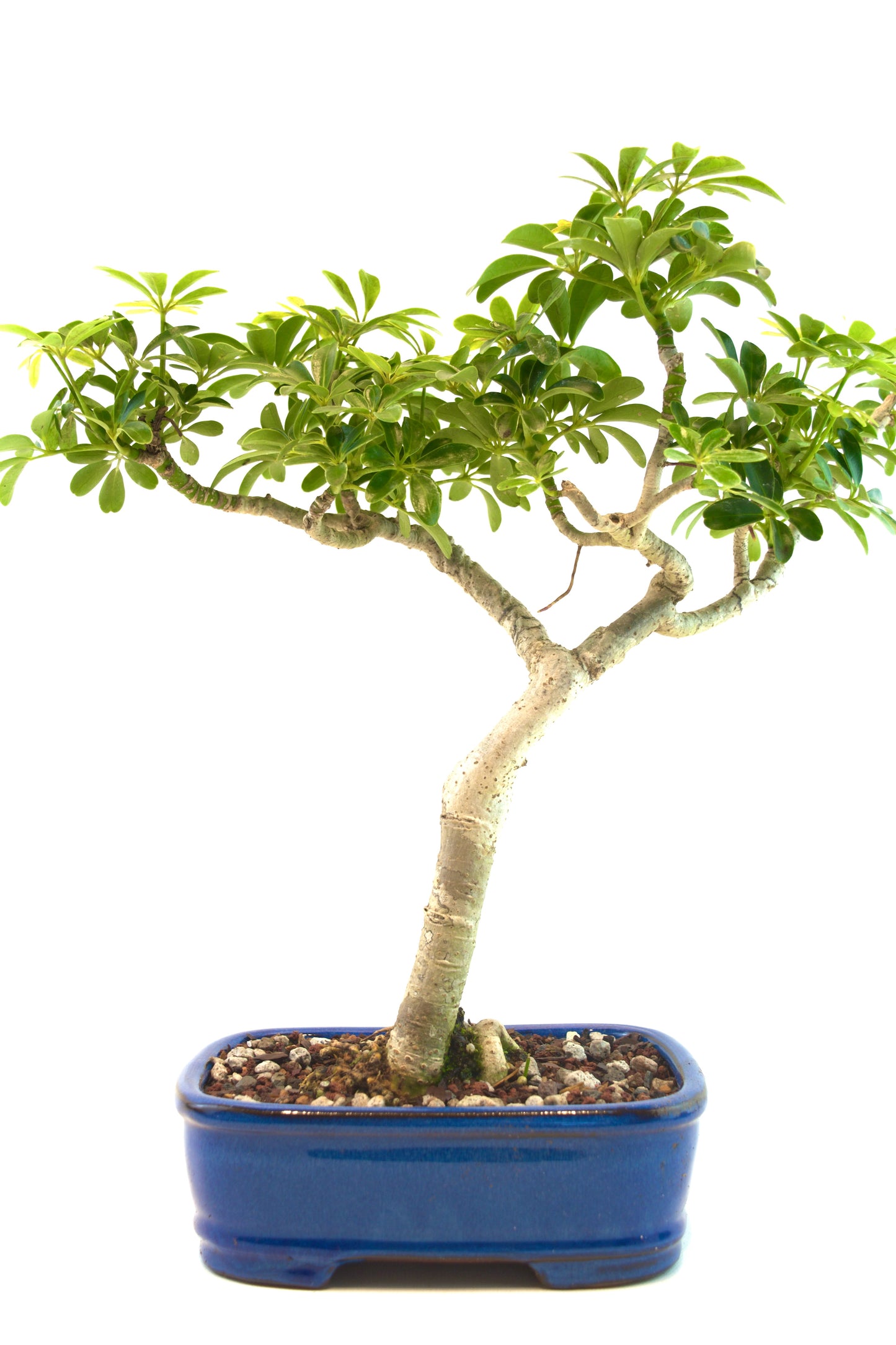 Schefflera Dwarf Bonsai Ceramic 7.5" Pot - One of a Kind Bonsai
