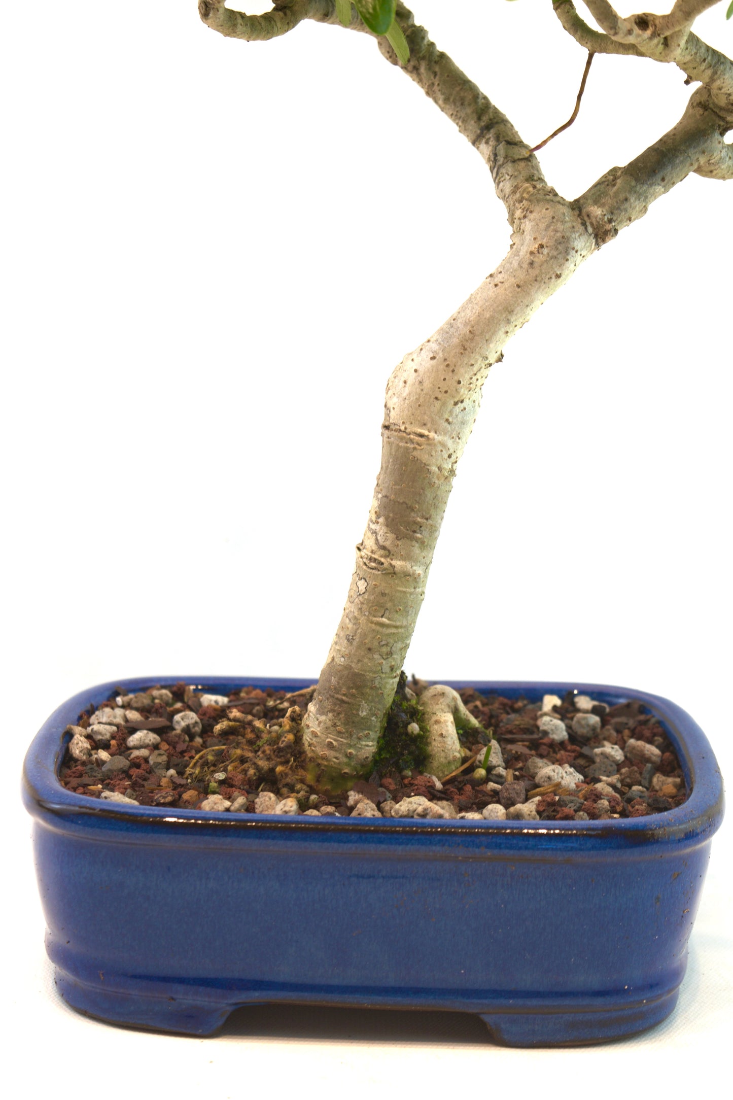 Schefflera Dwarf Bonsai Ceramic 7.5" Pot - One of a Kind Bonsai