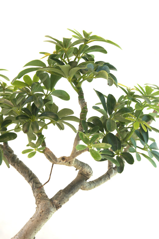 Schefflera Dwarf Bonsai Ceramic 7.5" Pot - One of a Kind Bonsai