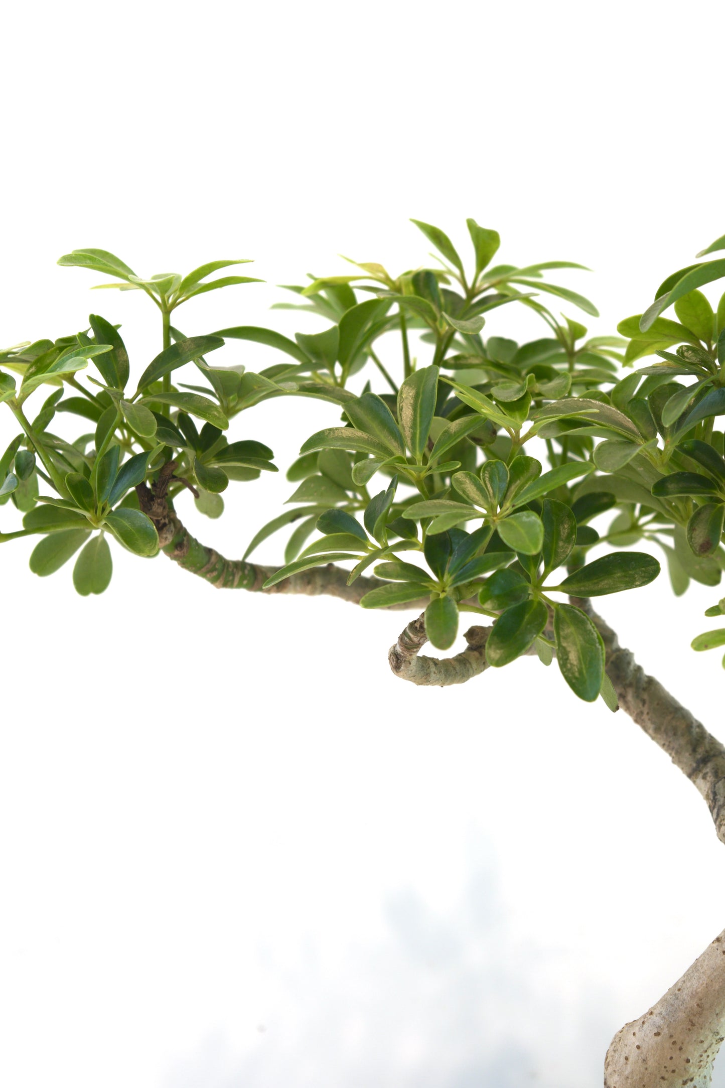 Schefflera Dwarf Bonsai Ceramic 7.5" Pot - One of a Kind Bonsai