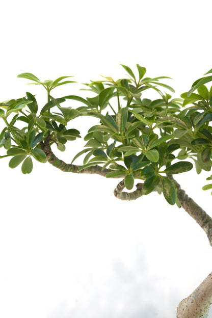 Schefflera Dwarf Bonsai Ceramic 7.5" Pot - One of a Kind Bonsai