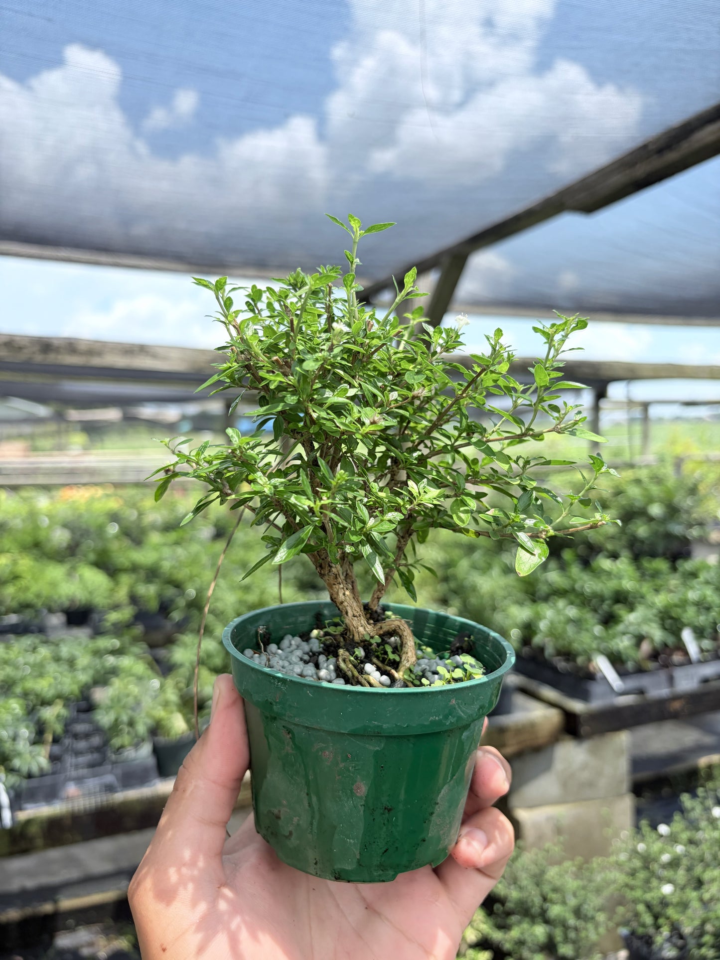 Serissa Live in 4"Pot - Pre-Bonsai