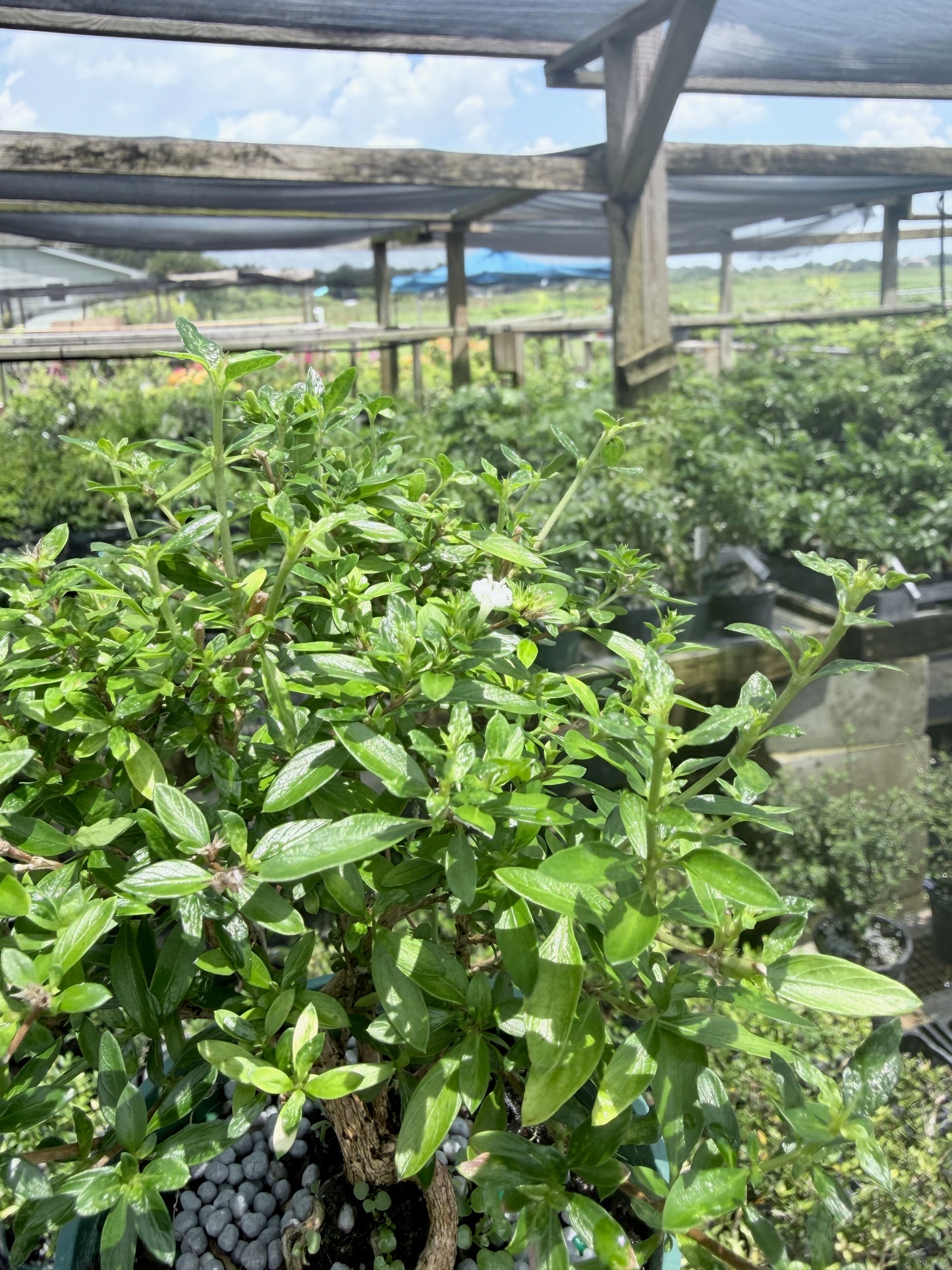 Serissa Live in 4"Pot - Pre-Bonsai