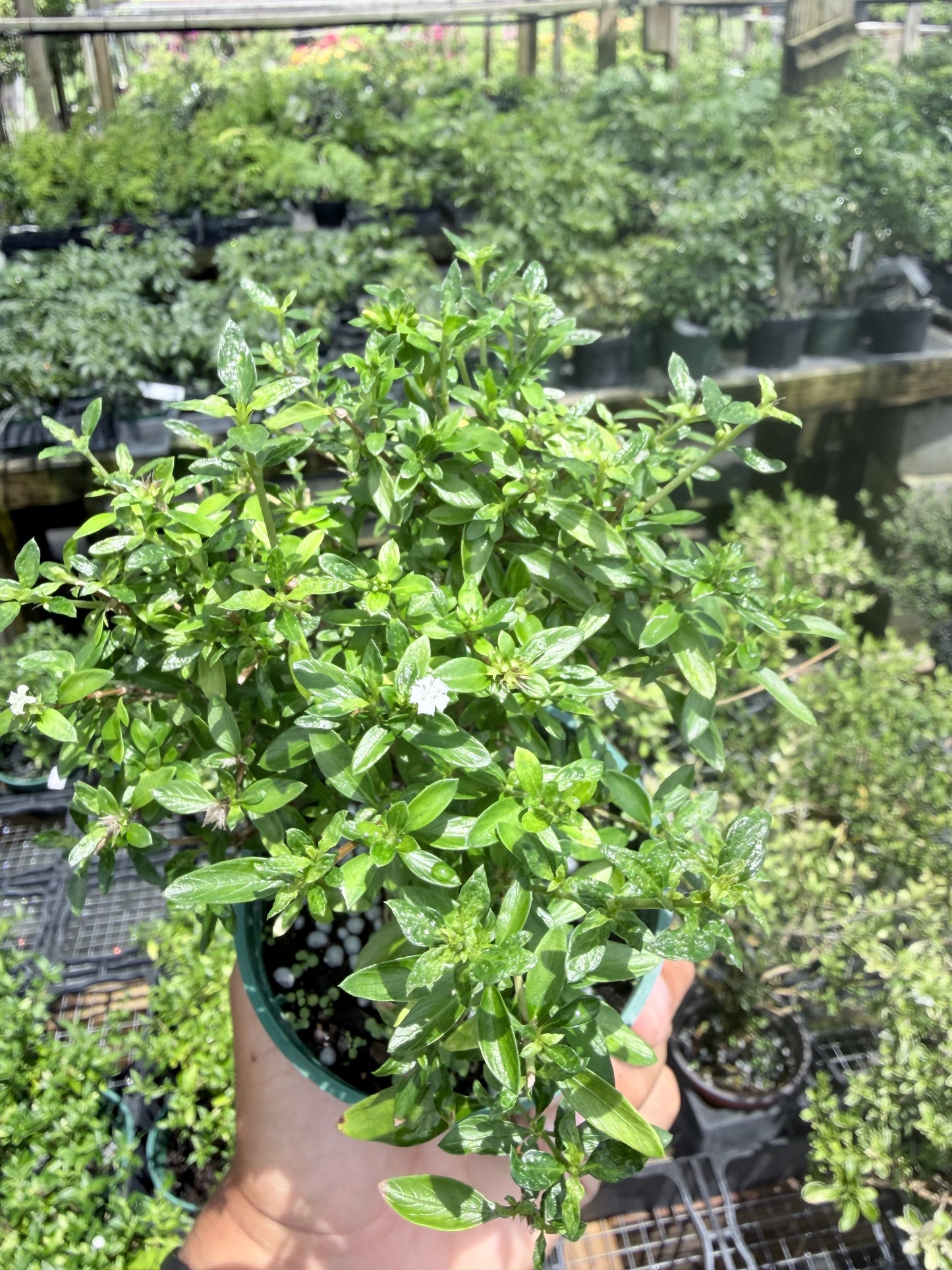 Serissa Live in 4"Pot - Pre-Bonsai