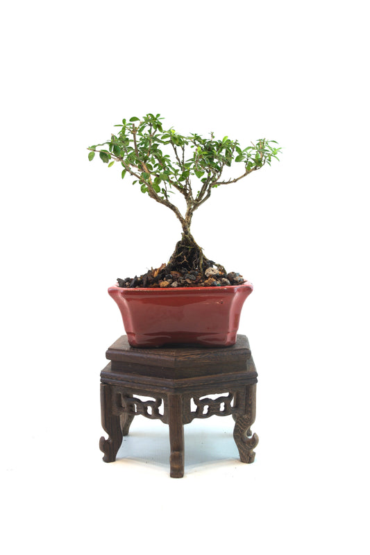Serissa Foetida Bonsai Tree in 4" Pot - One of a Kind Bonsai