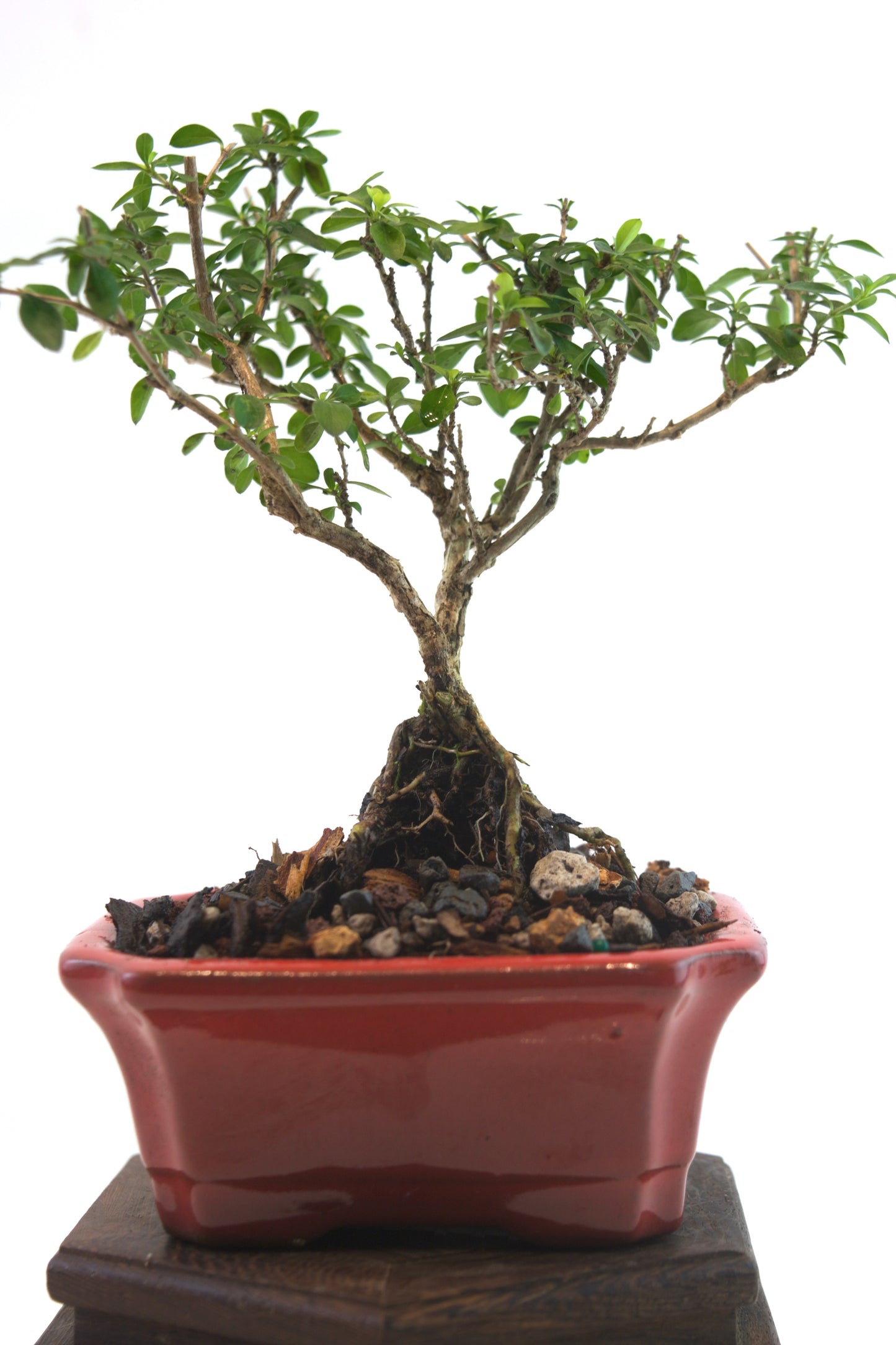 Serissa Foetida Bonsai Tree in 4" Pot - One of a Kind Bonsai