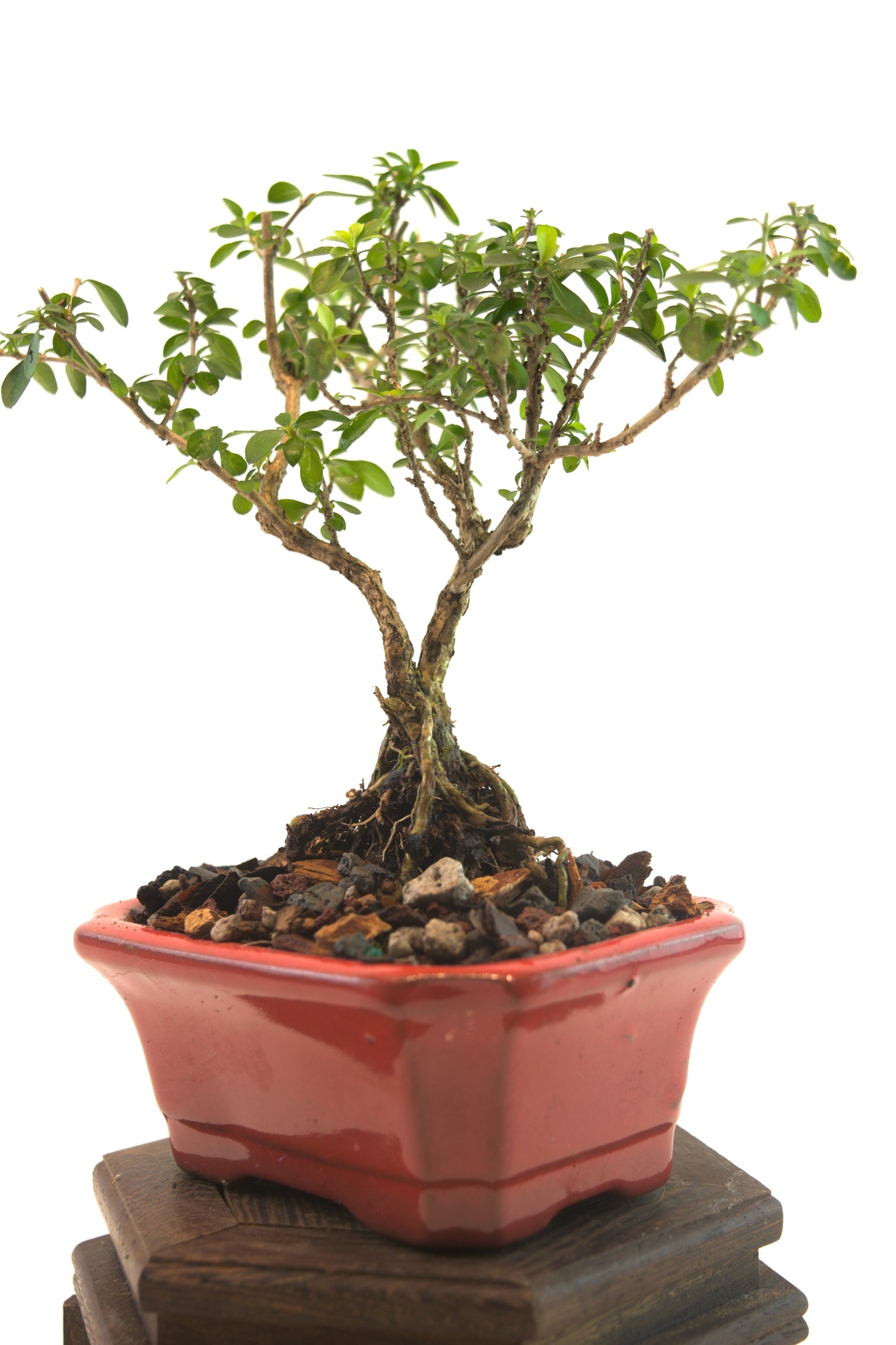 Serissa Foetida Bonsai Tree in 4" Pot - One of a Kind Bonsai