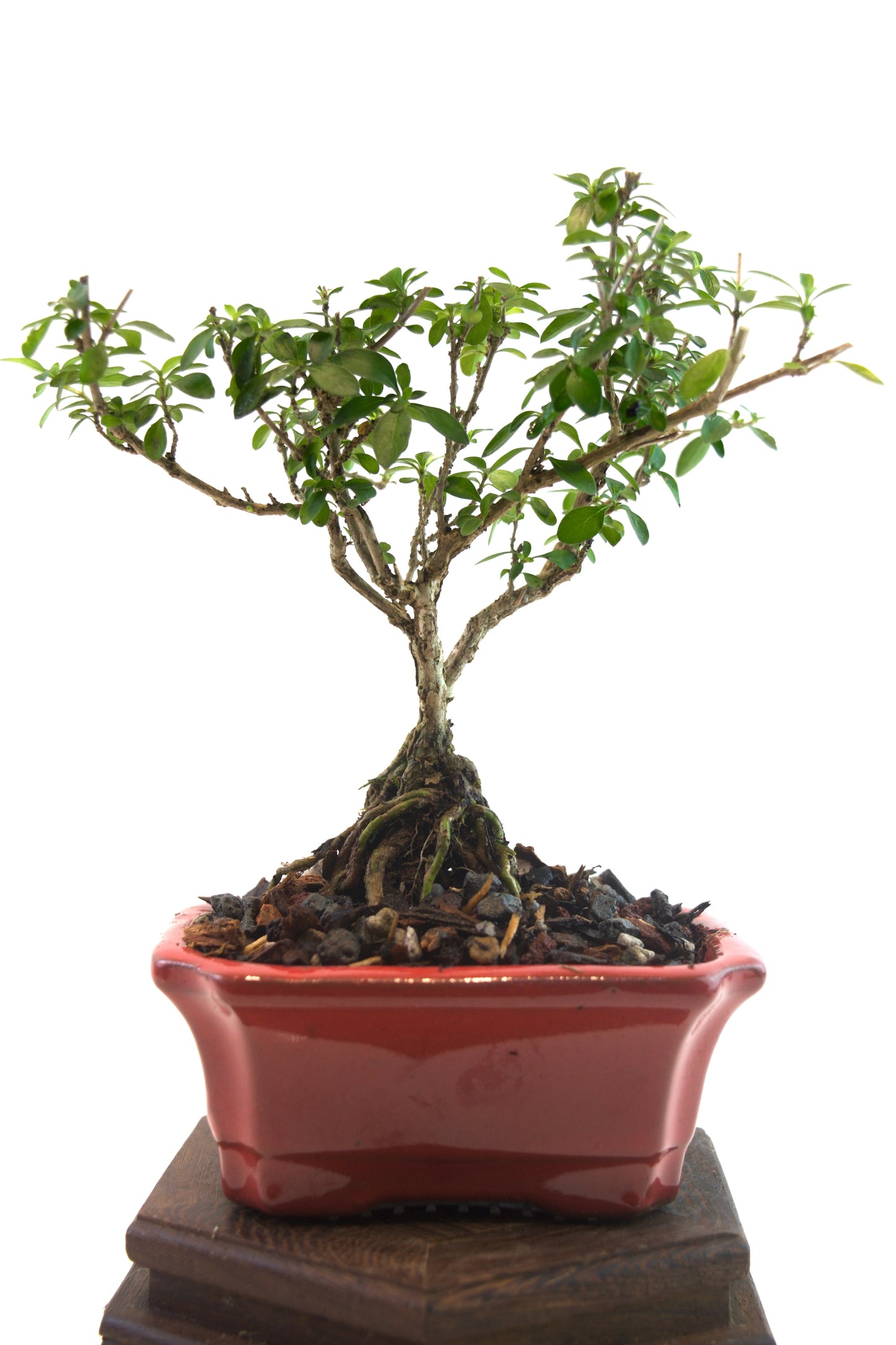 Serissa Foetida Bonsai Tree in 4" Pot - One of a Kind Bonsai