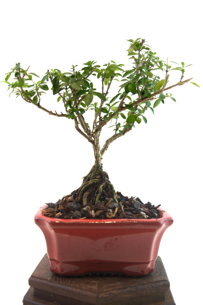 Serissa Foetida Bonsai Tree in 4" Pot - One of a Kind Bonsai