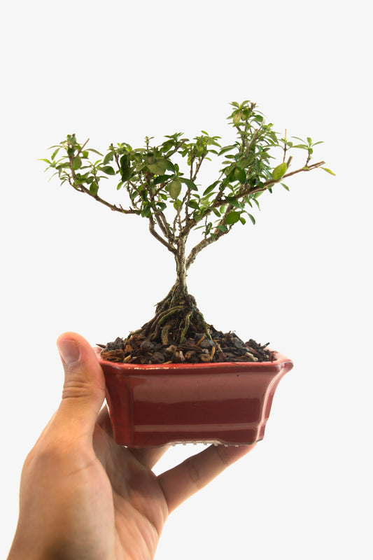 Serissa Foetida Bonsai Tree in 4" Pot - One of a Kind Bonsai