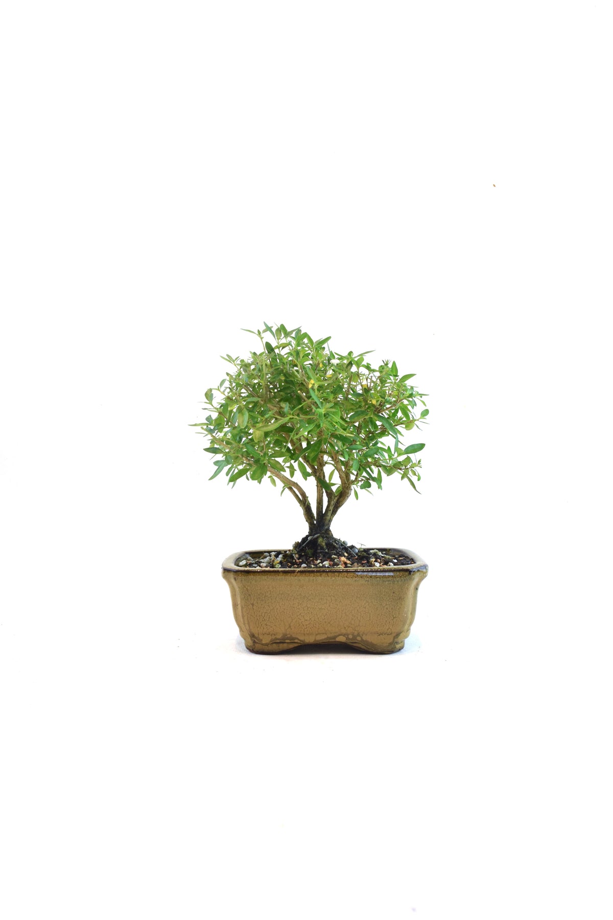 Serissa Bonsai Ceramic 5" Pot - One of a Kind Bonsai