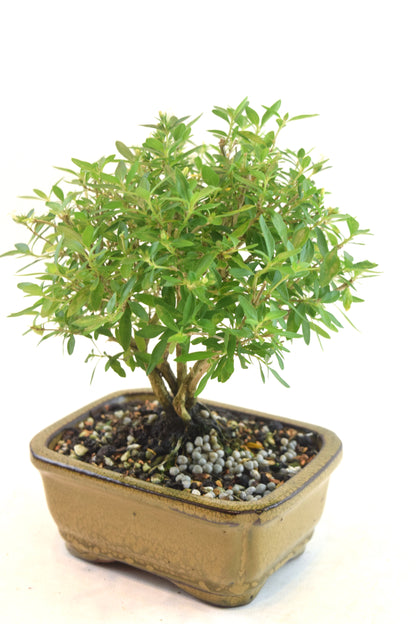 Serissa Bonsai Ceramic 5" Pot - One of a Kind Bonsai