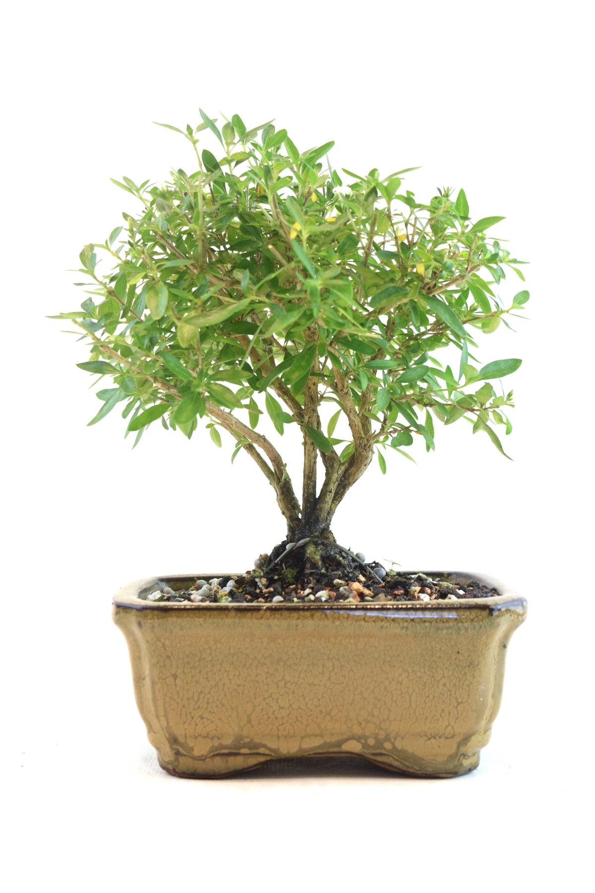 Serissa Bonsai Ceramic 5" Pot - One of a Kind Bonsai