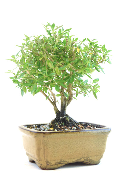 Serissa Bonsai Ceramic 5" Pot - One of a Kind Bonsai