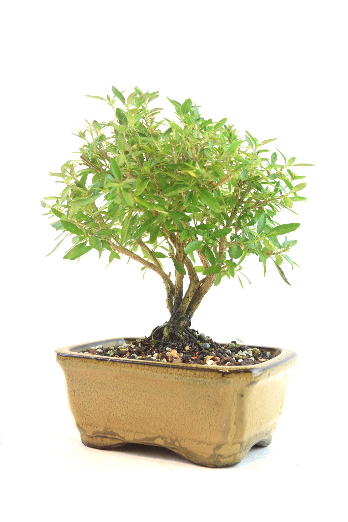 Serissa Bonsai Ceramic 5" Pot - One of a Kind Bonsai