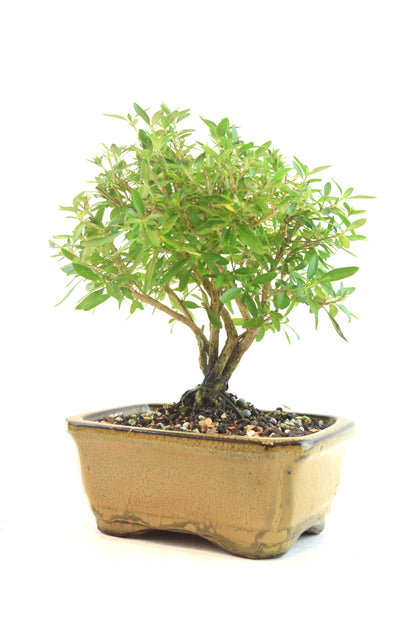 Serissa Bonsai Ceramic 5" Pot - One of a Kind Bonsai