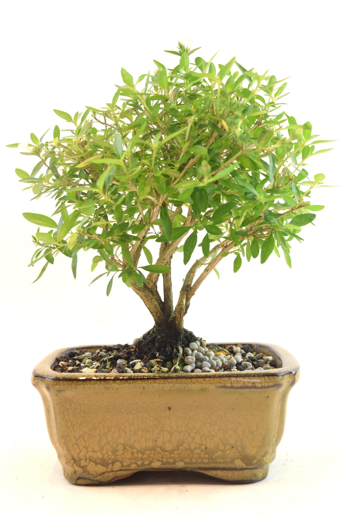Serissa Bonsai Ceramic 5" Pot - One of a Kind Bonsai