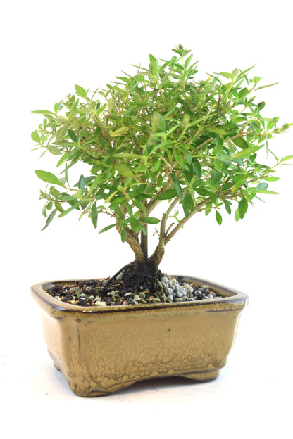 Serissa Bonsai Ceramic 5" Pot - One of a Kind Bonsai