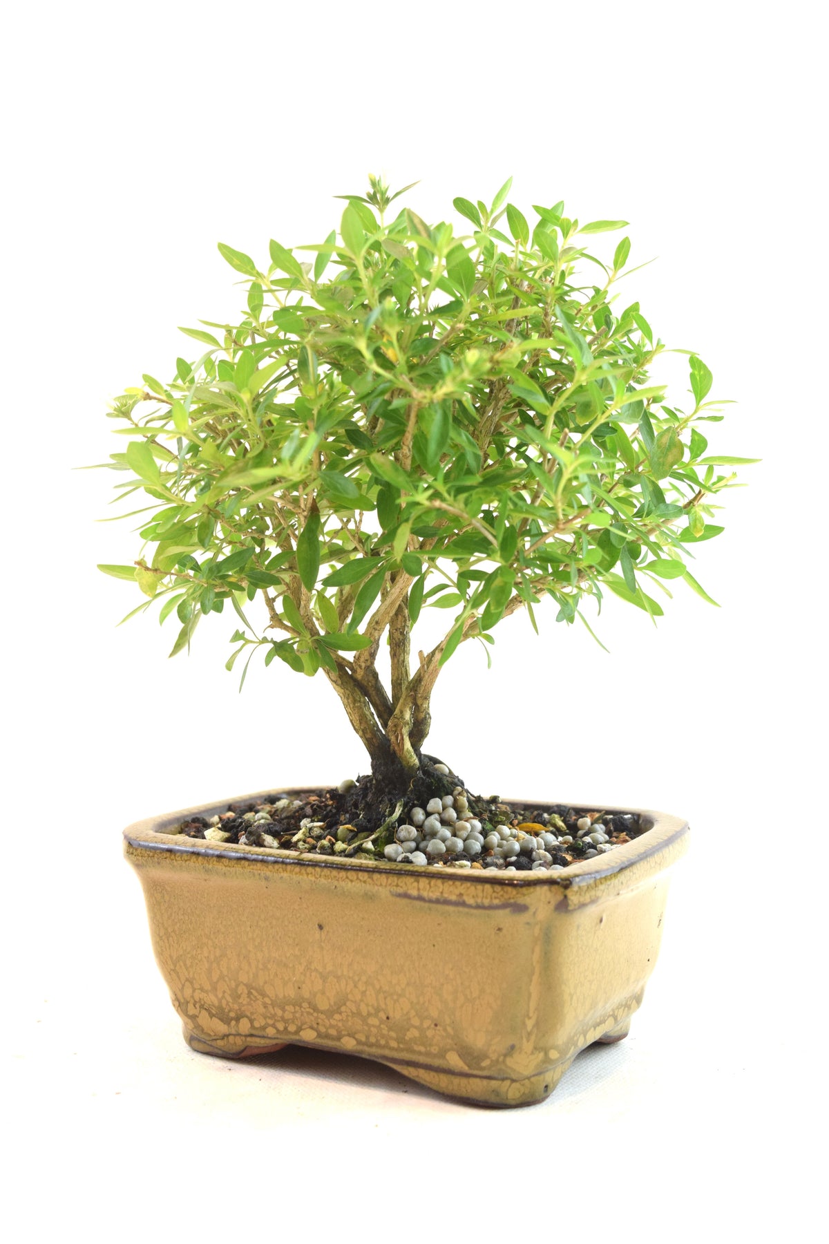 Serissa Bonsai Ceramic 5" Pot - One of a Kind Bonsai