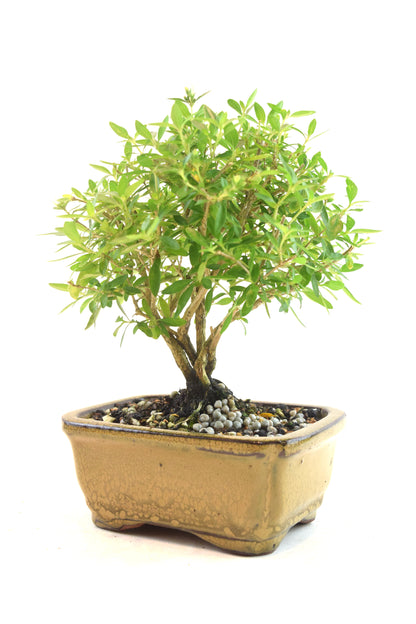 Serissa Bonsai Ceramic 5" Pot - One of a Kind Bonsai